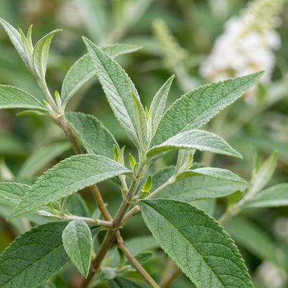 White Butterfly Bush Buddleia Davidii Flower Seeds for Garden Planting
