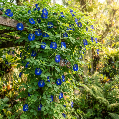 Butterfly Pea (Clitoria ternatea) Flower Seeds for Planting