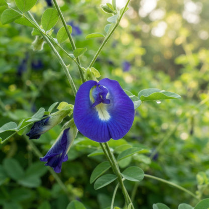 Butterfly Pea (Clitoria ternatea) Flower Seeds for Planting