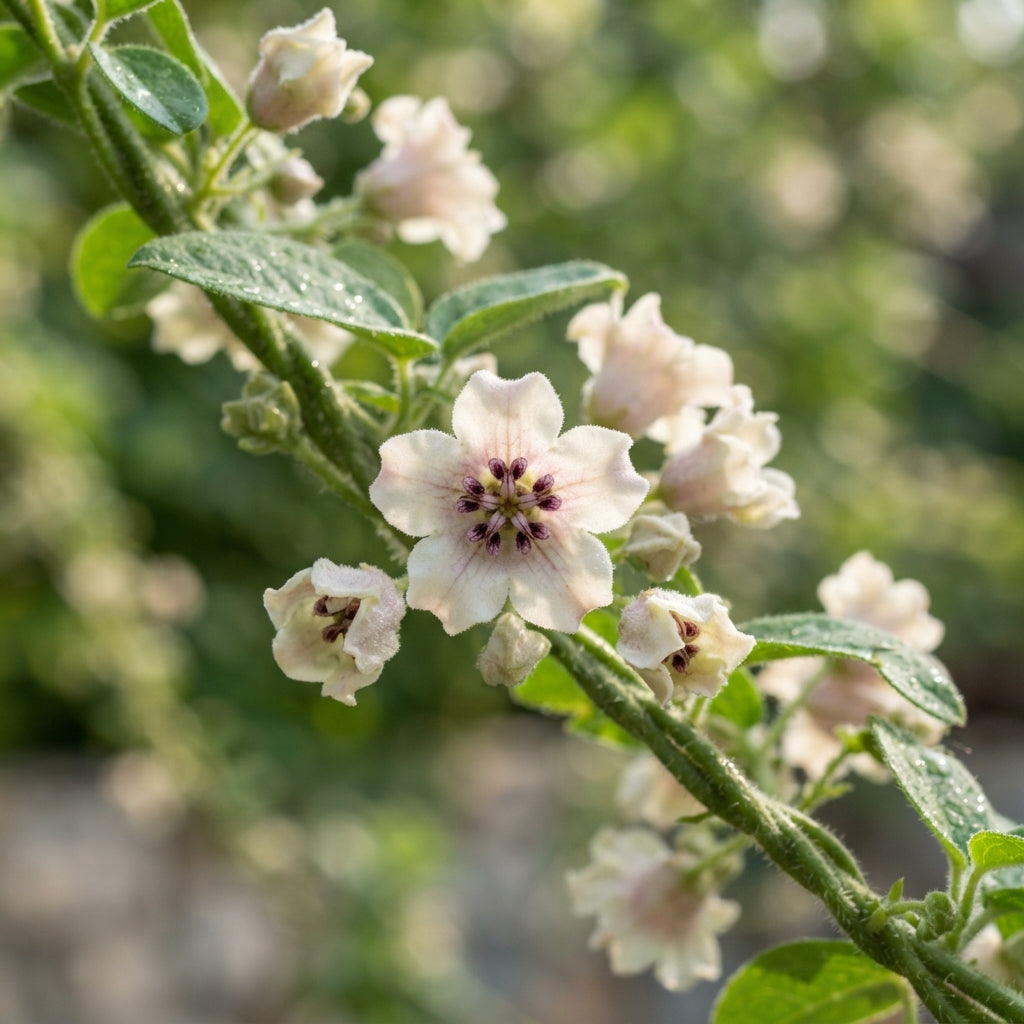 Araujia sericifera (Butterfly Vine) Seeds for Planting