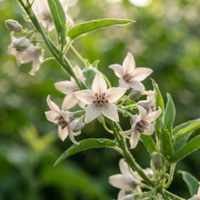 Araujia sericifera (Butterfly Vine) Seeds for Planting