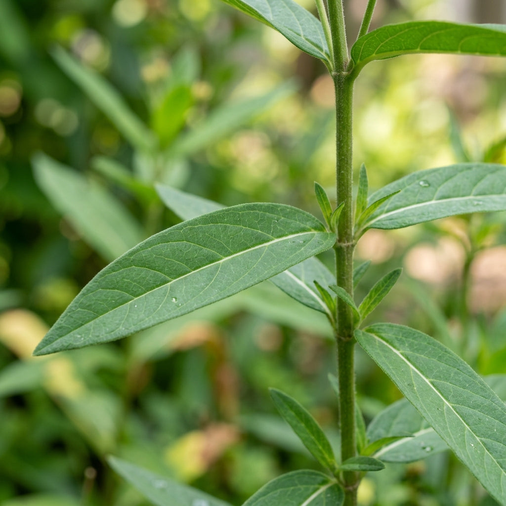 Red Butterfly Weed Flower Seeds for Planting