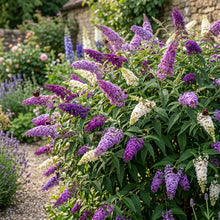 Buddleia Tricolour Butterfly Bush Seeds