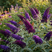 Buddleia 'Black Knight' Butterfly Bush Flower Seeds for Planting