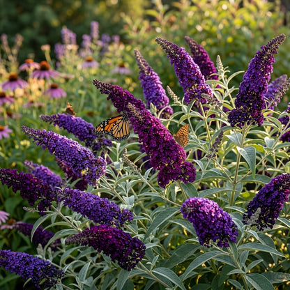 Buddleia 'Black Knight' Butterfly Bush Flower Seeds for Planting