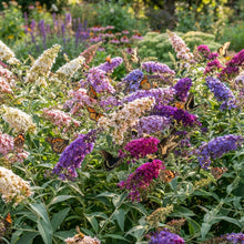 Butterfly Bush Mixed Seeds - Butterfly Bush Flower Seeds for Garden