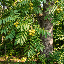 Butternut Tree (Juglans cinerea) Seeds for Planting