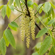 Butternut Tree (Juglans cinerea) Seeds for Planting