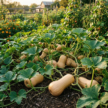 Winter Squash Butternut Waltham Seeds for Planting