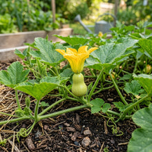 Winter Squash Butternut Waltham Seeds for Planting