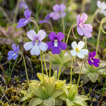 Butterwort Carnivorous Plant Seeds for Garden Planting