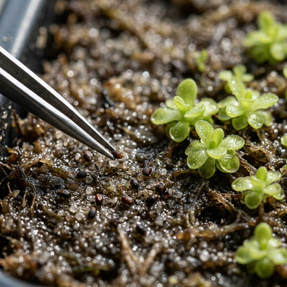 Butterwort Carnivorous Plant Seeds for Garden Planting