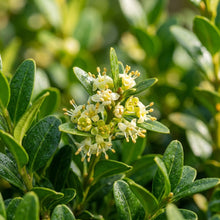 Boxwood Buxus Sempervirens Seeds - Boxwood Seeds for Garden