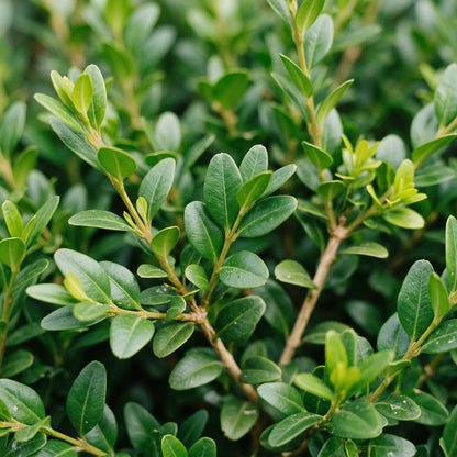 Boxwood Buxus Sempervirens Seeds - Boxwood Seeds for Garden