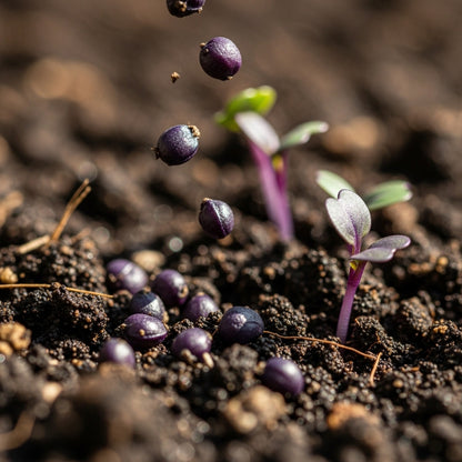 Red Kalibos Cabbage Seeds for Outdoor Vegetable Gardens