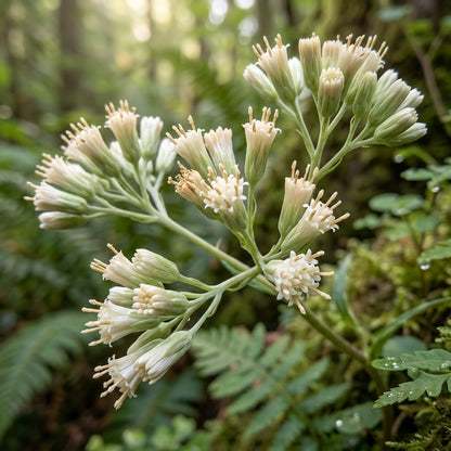 Cacaliopsis Nardosmia Glabrata Flower Seeds For Planting