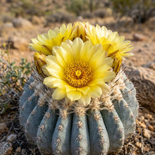 Copiapoa Cactus Seeds for Planting