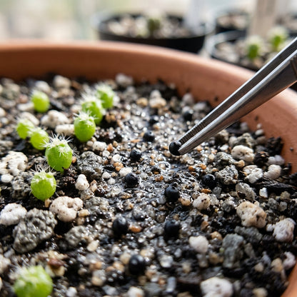 Copiapoa Cactus Seeds for Planting