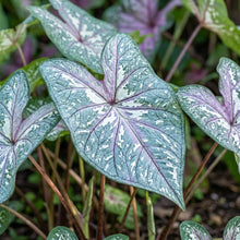Caladium bicolor Blue Mix Seeds for Planting