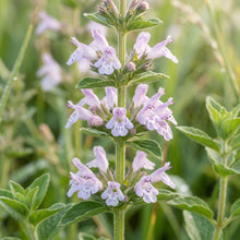 Calamintha Clinopodium Seeds for Planting