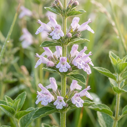 Calamintha Clinopodium Seeds for Planting