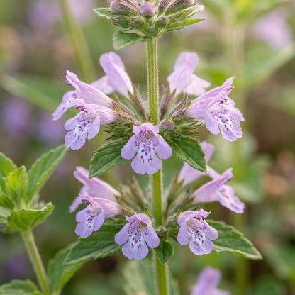 Calamintha Clinopodium Seeds for Planting