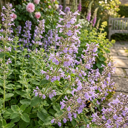 Calamintha Clinopodium Seeds for Planting