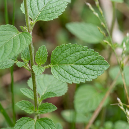 Calamintha Clinopodium Seeds for Planting