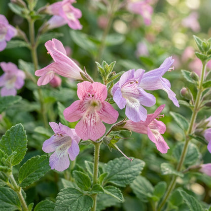 Calamintha Grandiflora Flower Seeds