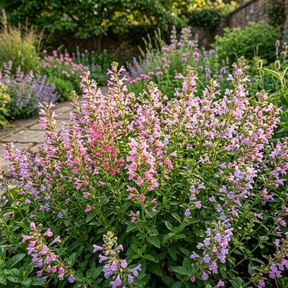 Calamintha Grandiflora Flower Seeds