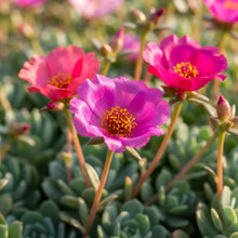 Calandrinia grandiflora Seeds for Planting