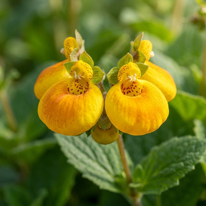 Calceolaria Andina Flower Seeds for Garden Planting