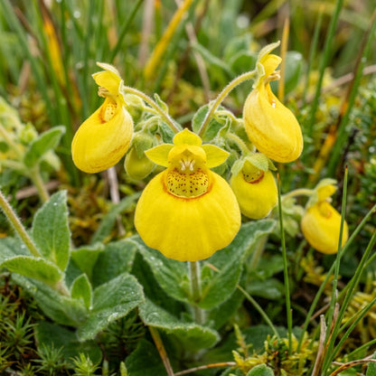 Calceolaria Falklandica Flower Seeds for Planting