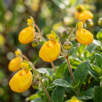 Calceolaria Filicaulis Flower Seeds for Planting