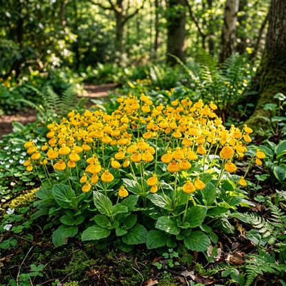 Calceolaria Filicaulis Flower Seeds for Planting