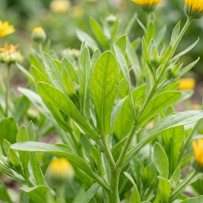 Calendula Officinalis Wintersun Seeds – Golden Blooms