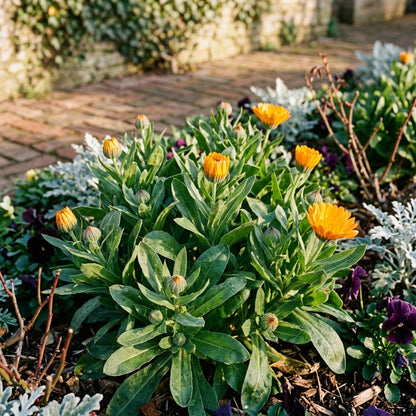 Calendula Officinalis Wintersun Seeds – Golden Blooms