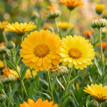 Calendula Oopsy Daisy Seeds – Compact Blooming Plants