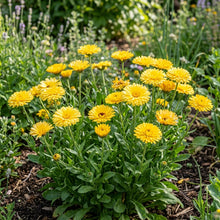 Calendula Oopsy Daisy Seeds – Compact Blooming Plants