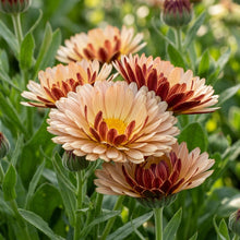 Calendula Touch of Red Buff Seeds for Garden Planting