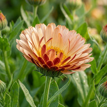 Calendula Touch of Red Buff Seeds for Garden Planting