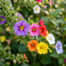 Calibrachoa Million Bells Seeds for Planting