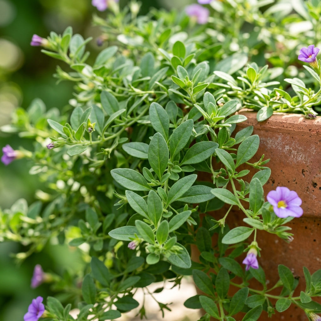 Calibrachoa Million Bells Seeds for Planting