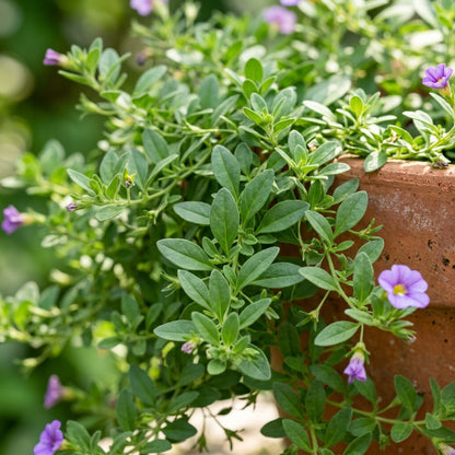 Calibrachoa Million Bells Seeds for Planting