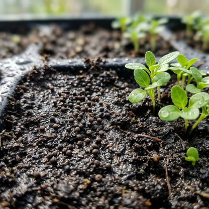 Yellow Calibrachoa Flower Seeds - Yellow Calibrachoa Flower Seeds for Garden