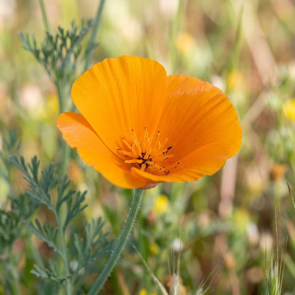 California Poppy Seeds Flower Plant for Garden Growing