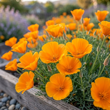 California Poppy Seeds Flower Plant for Garden Growing