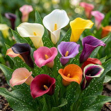 Calla Lily Seeds for Planting