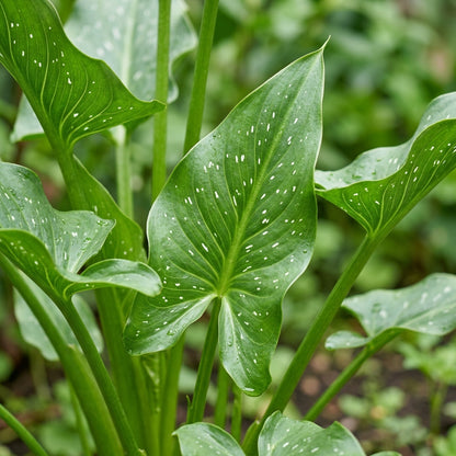 Calla Lily Seeds for Planting