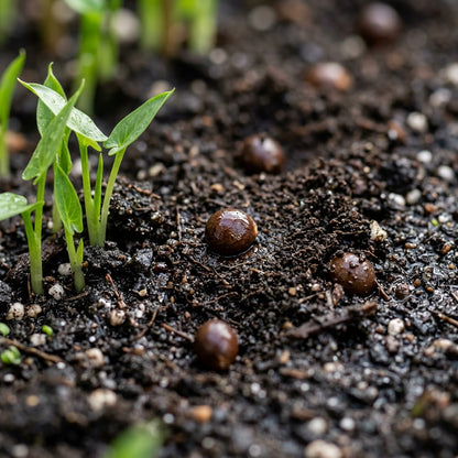 Calla Lily Seeds for Planting